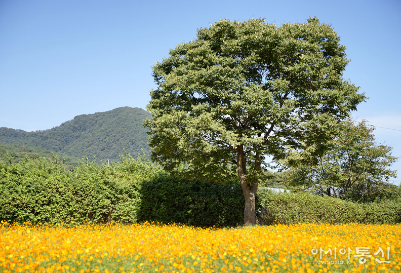 <경기도 남양주시 조안면, <strong>"가을 꽃길, 물길 따라 유유 자적 물의정원 산책(황금물결 황화코스모스)"</strong>> 김광부 기자, 