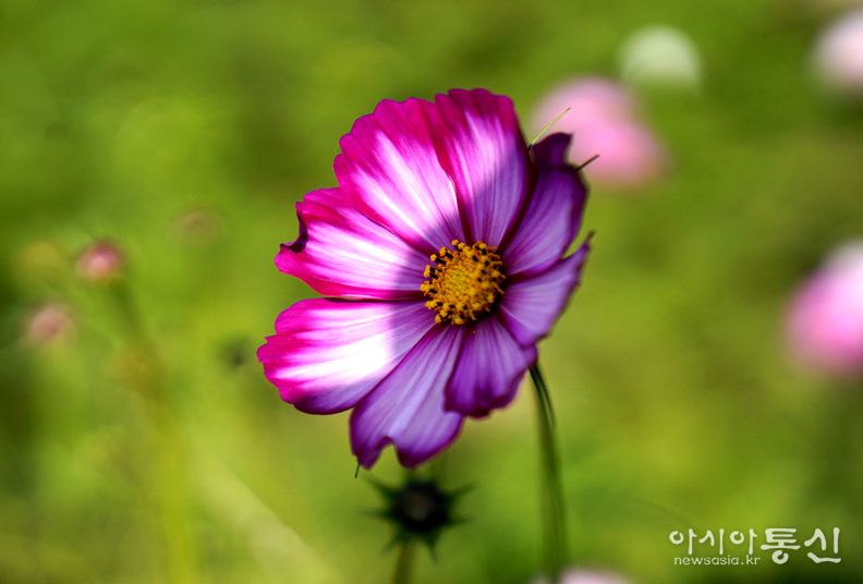 <경기도 파주, <strong>"가을 향기 가득한 파주 율곡습지공원 코스모스"</strong>> 김광부 기자