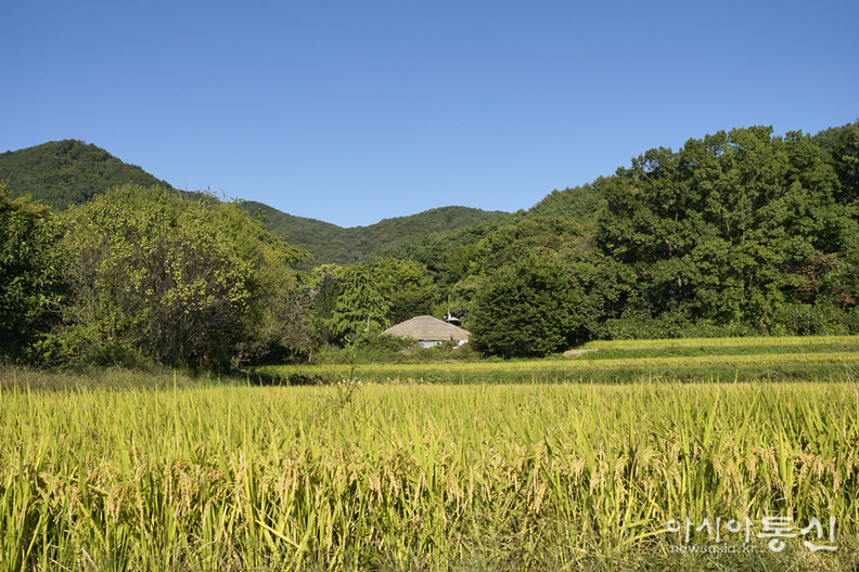 <충남 아산시 송악면,<strong> "아산 외암 민속마을 가을, 고즈넉한 돌담길 따라 조선시대로 시간 여행"</strong>> 김광부 기자