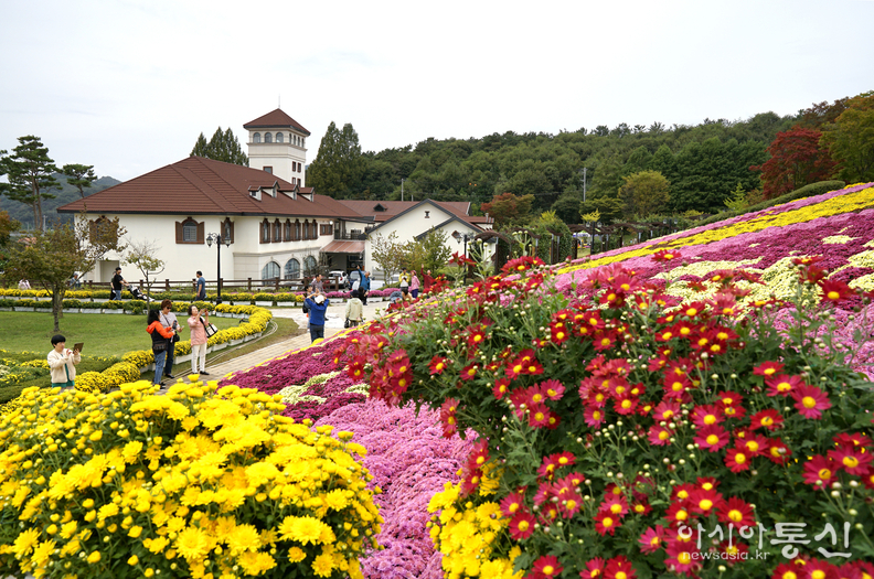 <전라북도 임실군, <strong>임실 치즈테마파크 국화 축제, "천만송이 국화와 치즈의 만남"</strong>> 김광부 기자