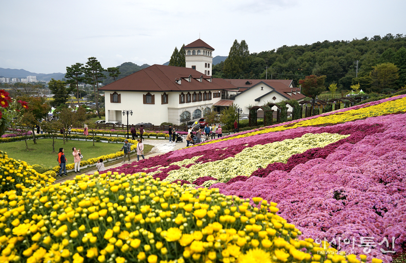 <전라북도 임실군, <strong>임실 치즈테마파크 국화 축제, "천만송이 국화와 치즈의 만남"</strong>> 김광부 기자