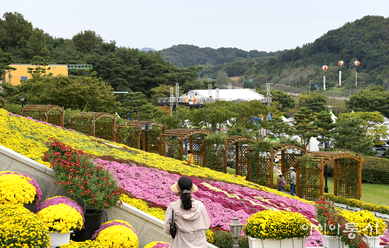 <전라북도 임실군, <strong>임실 치즈테마파크 국화 축제, "천만송이 국화와 치즈의 만남"</strong>> 김광부 기자