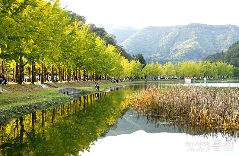 <충청북도 괴산군,<strong> "가을빛 내려앉은 문광저수지 은행나무길"</strong>>   김광부 기자