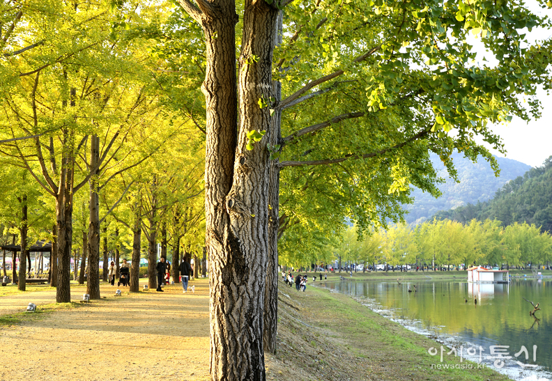 <충청북도 괴산군,<strong> "가을빛 내려앉은 문광저수지 은행나무길"</strong>>   김광부 기자