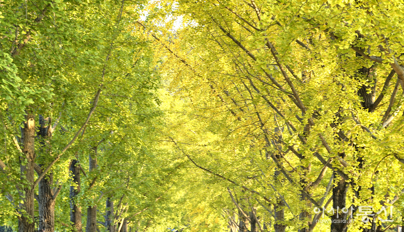 <충청북도 괴산군,<strong> "가을빛 내려앉은 문광저수지 은행나무길"</strong>>   김광부 기자