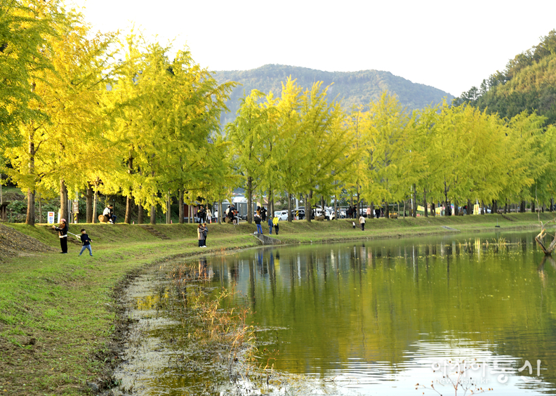 <충청북도 괴산군,<strong> "가을빛 내려앉은 문광저수지 은행나무길"</strong>>   김광부 기자