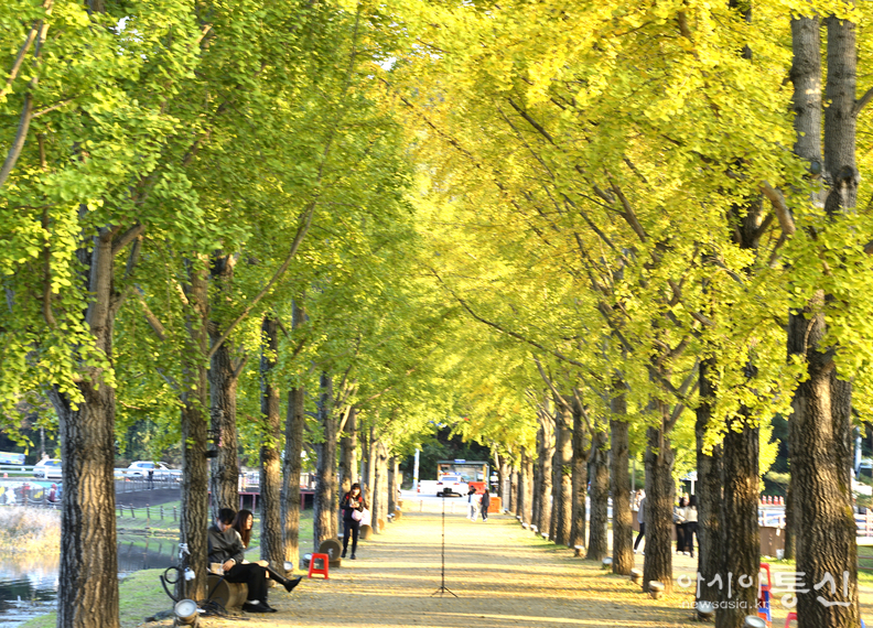 <충청북도 괴산군,<strong> "가을빛 내려앉은 문광저수지 은행나무길"</strong>>   김광부 기자