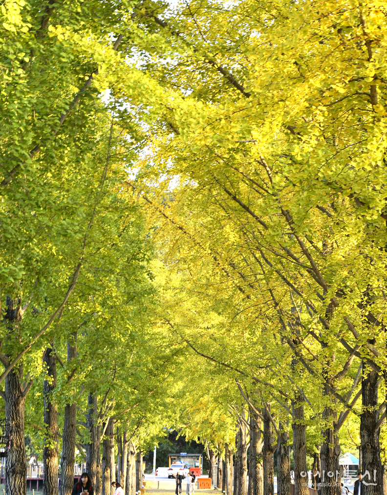 <충청북도 괴산군,<strong> "가을빛 내려앉은 문광저수지 은행나무길"</strong>>   김광부 기자