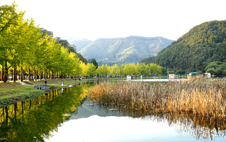 <충청북도 괴산군,<strong> "가을빛 내려앉은 문광저수지 은행나무길"</strong>>   김광부 기자