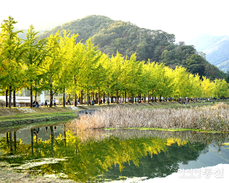 <충청북도 괴산군,<strong> "가을빛 내려앉은 문광저수지 은행나무길"</strong>>   김광부 기자