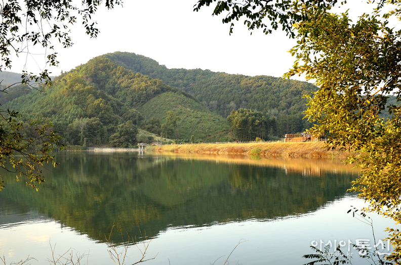 <충청북도 괴산군,<strong> "가을빛 내려앉은 문광저수지 은행나무길"</strong>>   김광부 기자