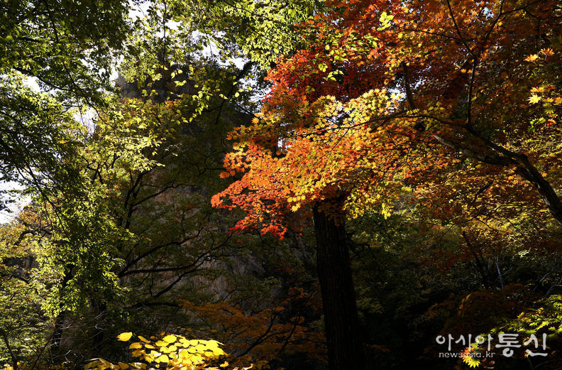 <강원도 양양군<strong>, "계곡과 폭포가 이어지고, 기암괴석 사이로,  설악의 가을이 머무는곳  남설악 오색 주전골"</strong>>  김광부 기자