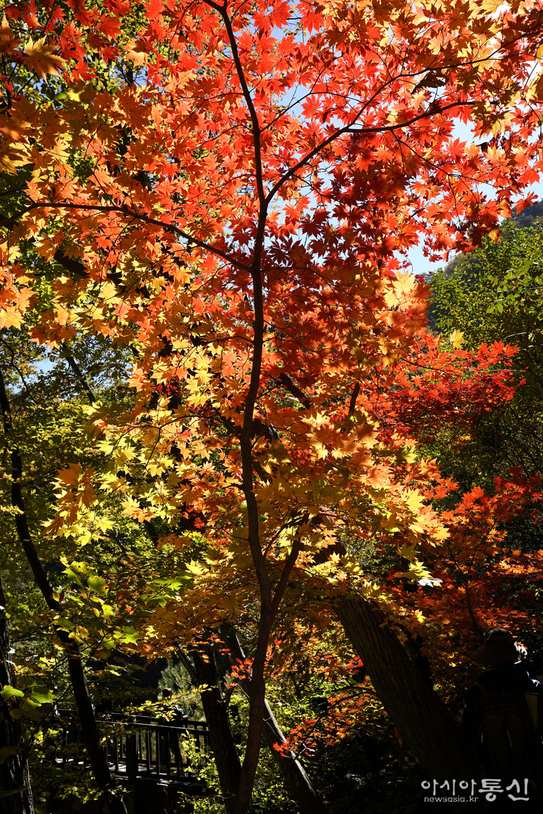 <강원도 양양군<strong>, "계곡과 폭포가 이어지고, 기암괴석 사이로,  설악의 가을이 머무는곳  남설악 오색 주전골"</strong>>  김광부 기자