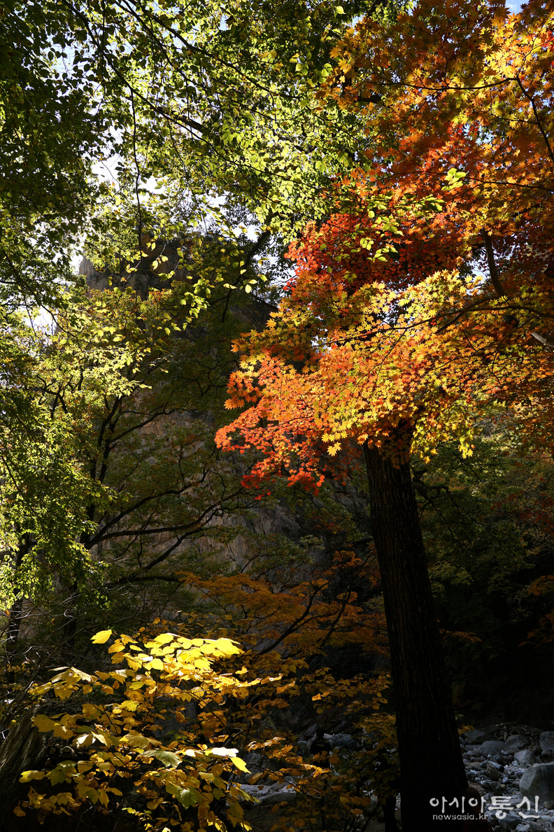 <강원도 양양군,<strong> "가을빛에 곱게 물들어 가는 남설악 오색 주전골(독주암)"</strong>>  김광부 기자