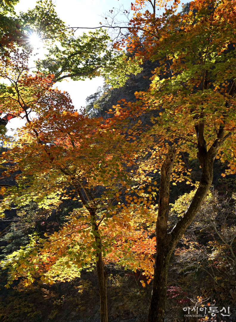 <강원도 양양군,<strong> "가을빛에 곱게 물들어 가는 남설악 오색 주전골(독주암)"</strong>>  김광부 기자