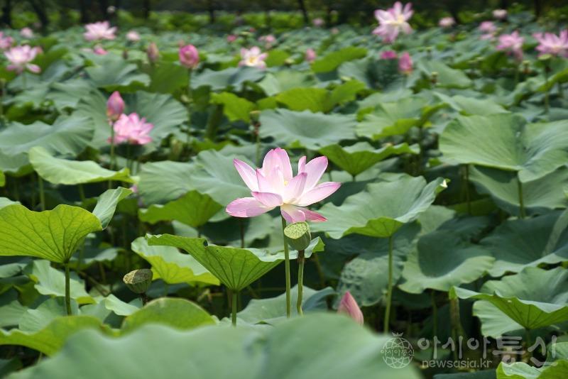 세42(작).jpg