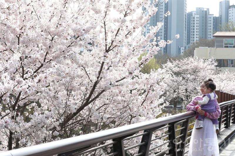 보도용 240404 양재천 벚꽃 1.JPG