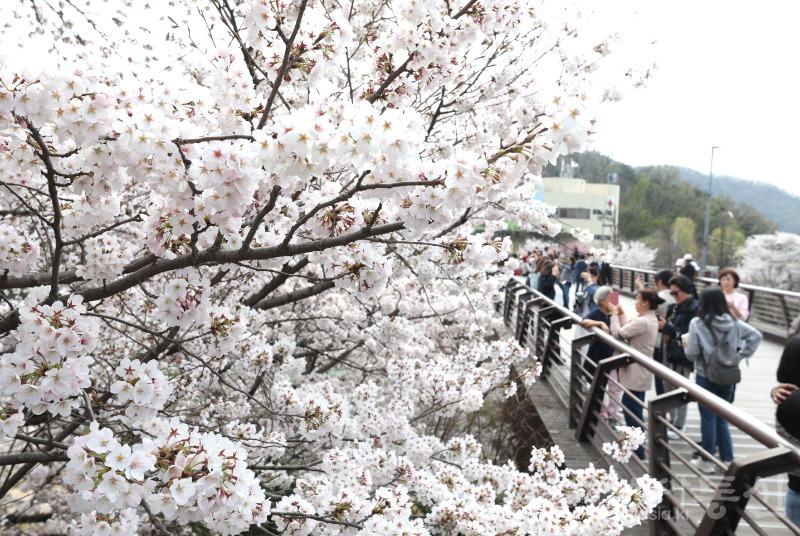 보도용 240404 양재천 벚꽃 3.JPG