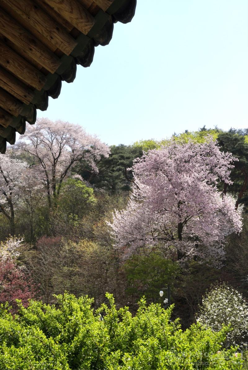 은31(보도).jpg