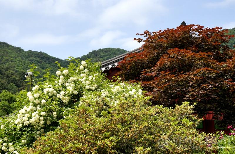 수90.jpg