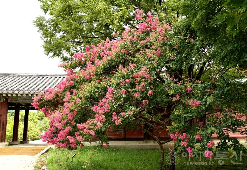 배1(작).jpg