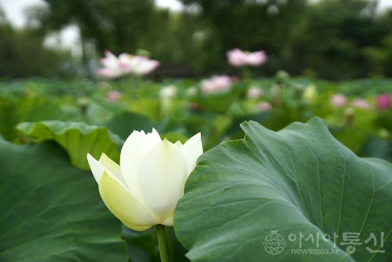 부55.jpg