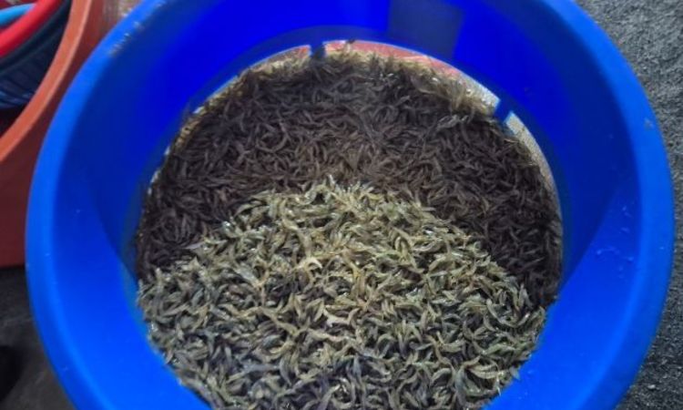 ‘녹조를 사료로’ 전북자치도·국립생태원, 토하 친환경 양식기술 특허 3건 공동 출원