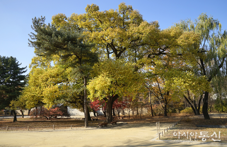 서울특별시 종로, <strong>"경복궁 경회루 주변 풍경"</strong>> 김광부 @