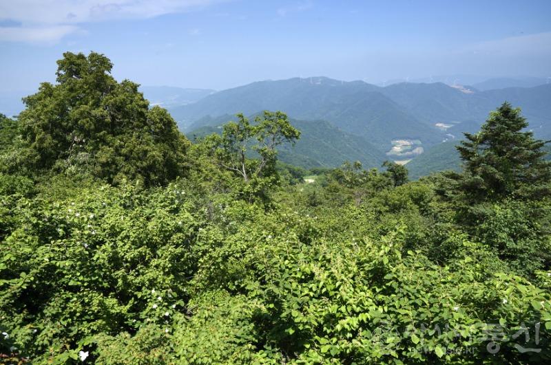 발85.jpg