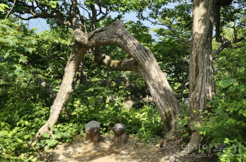 서울대나무1.jpg