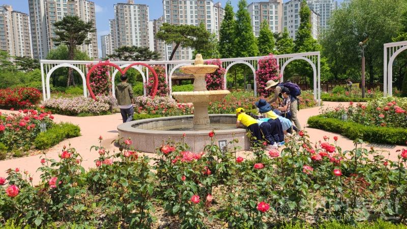 1-1 오산시 대표공원, 고인돌공원의‘장미뜨레’시민들 방문 기다려.jpg