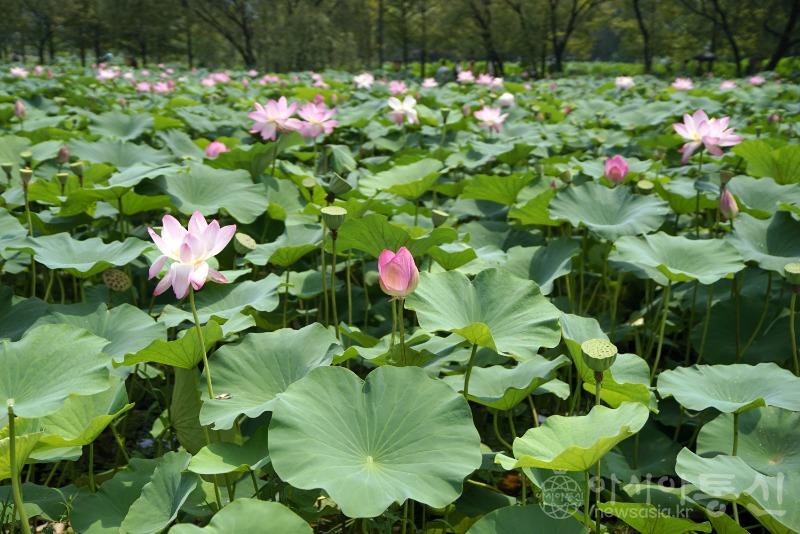 세54(작).jpg