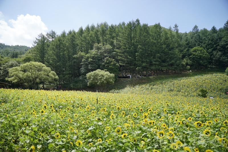 태57(보도).jpg