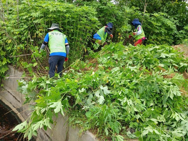 0904 계양구, 생태계 교란식물 확산 방지 주력.jpg