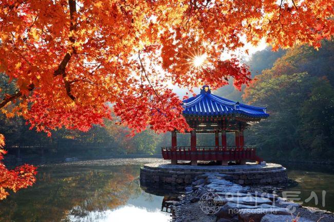 내장산 단풍.jpg