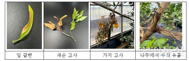 언 피해를 본 부지화(한라봉)