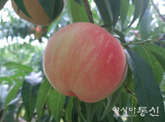 경북도, 복숭아 신품종 통상실시로 국산 품종 보급 확대