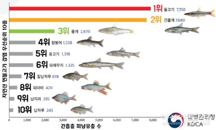 간흡충 감염 위험 자연산 민물고기