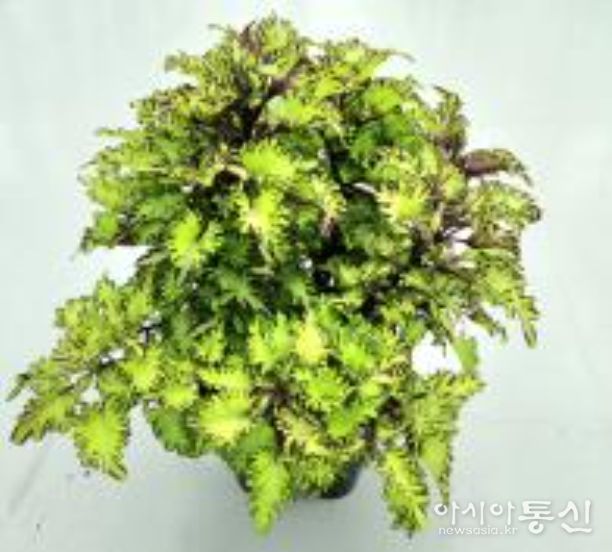 여름철 열대풍 화단용 육성 품종(콜레우스 ‘뽀그리’)