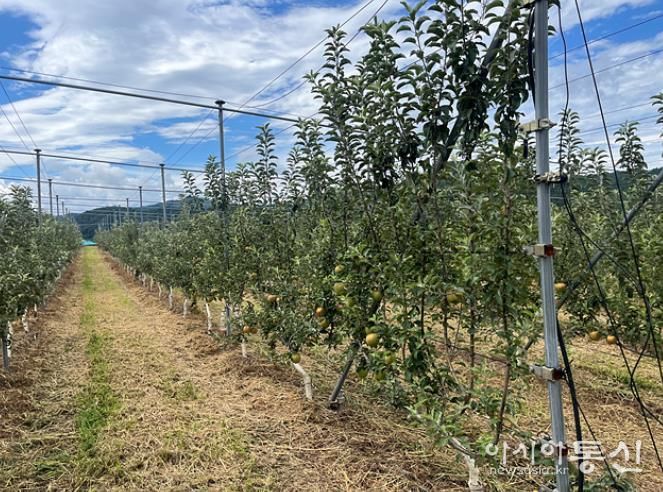 산청군 과수 미래형 다축수형 과원 조성 모습