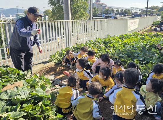 영도구, 고구마 수확 체험 운영