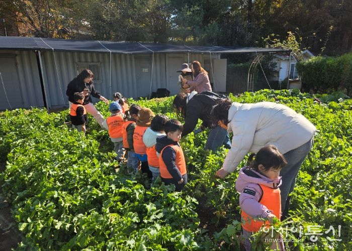 남양주시, 농업기술센터 그린학습원에서 어린이 대상 텃밭 무 수확 체험 진행