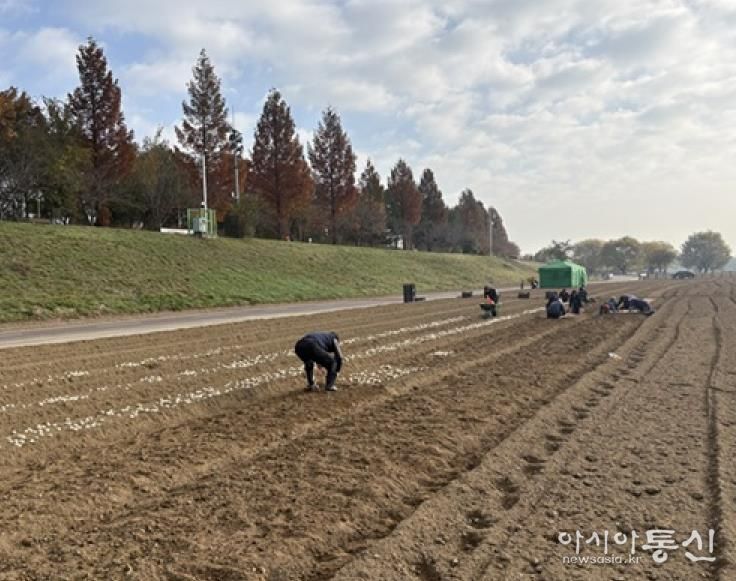 파주시 금촌2동, 내부 인력으로 2026 공릉천 튤립축제 식재 작업 완료