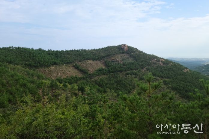 내화수림 조성 후