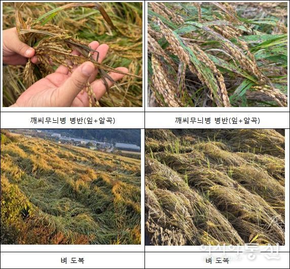 벼 깨씨무늬병 병해 피해 사진