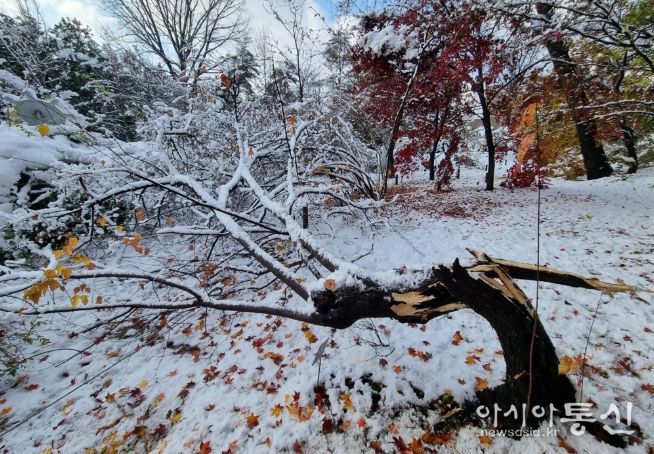 폭설로 나무줄기(수간)가 부러진 신나무