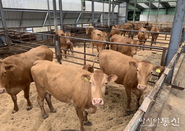 양양 우량 한우